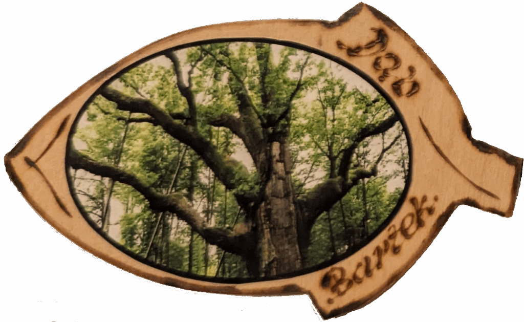 014. Dąb Bartek - 07.08.2020