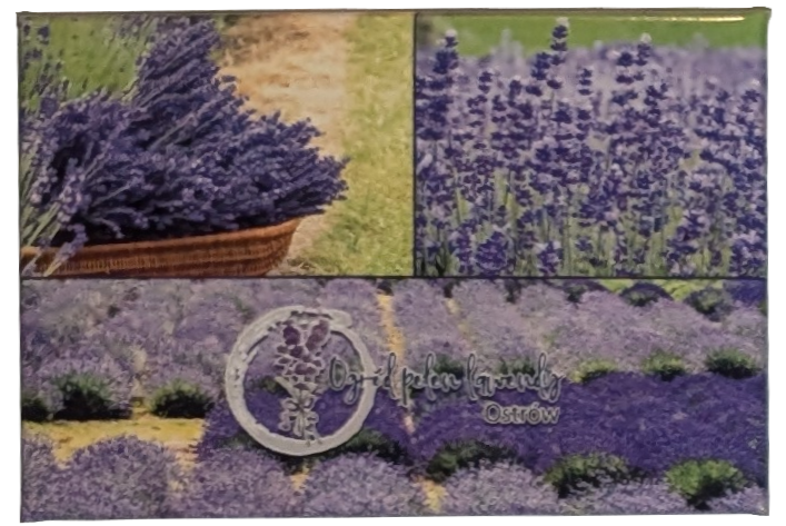 059. Pola lawendy w Ostrowie - 27.07.2023