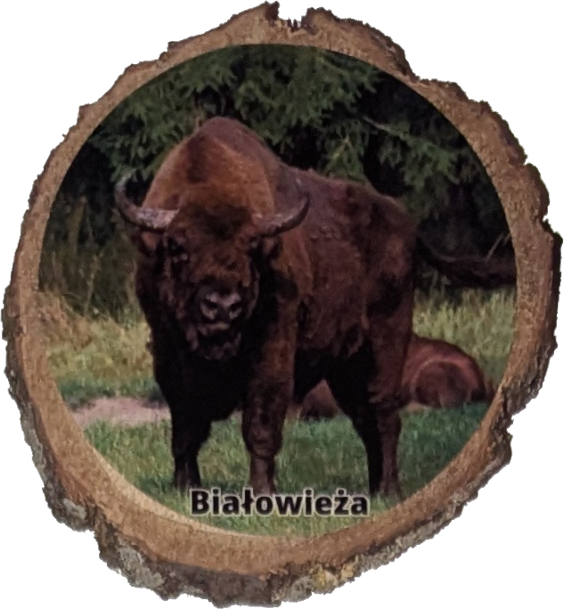 152. Rezerwat pokazowy żubrów - 25.07.2025